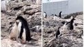 Украинские полярники зафиксировали забавный момент с пингвинами