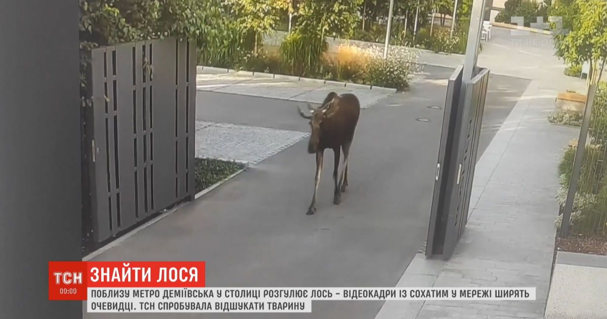 Загадка киевского лося: почему рогатого потянуло в столицу к людям и где он