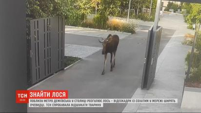 Загадка киевского лося: почему рогатого потянуло в столицу к людям и где он