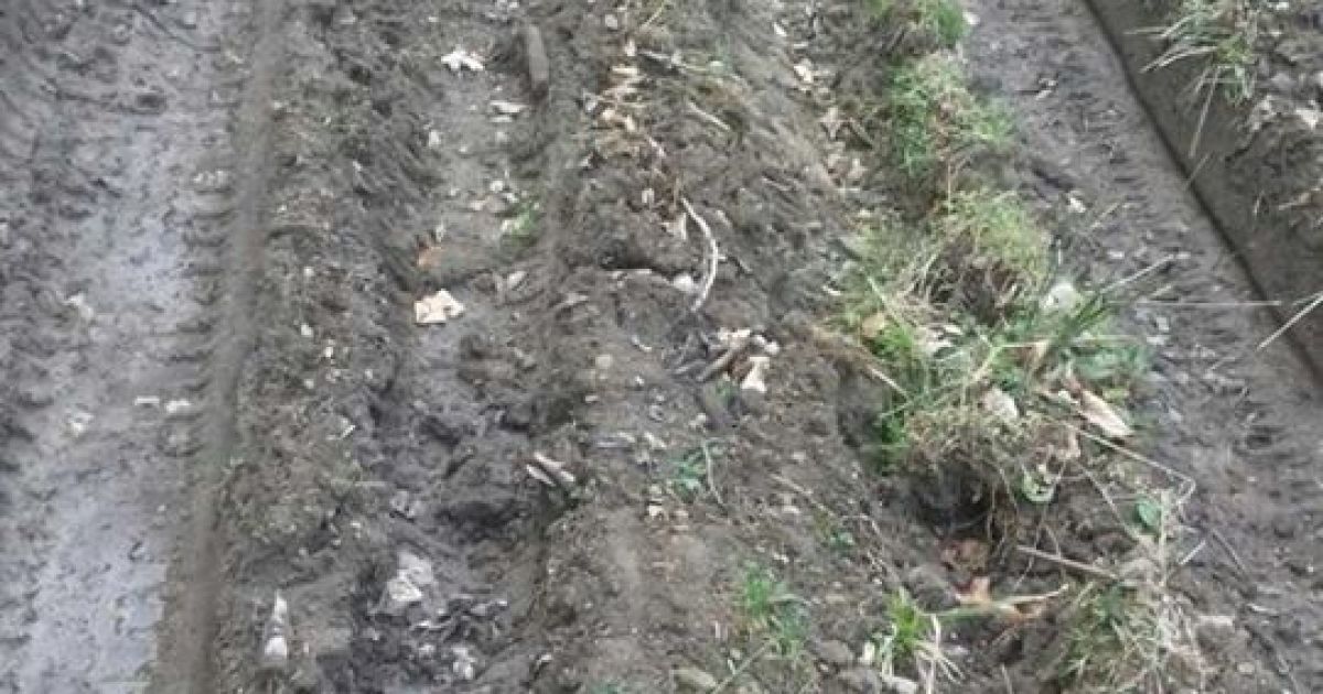 вирубка лісу_5 / © Західне регіональне управління Держприкордонслужби України