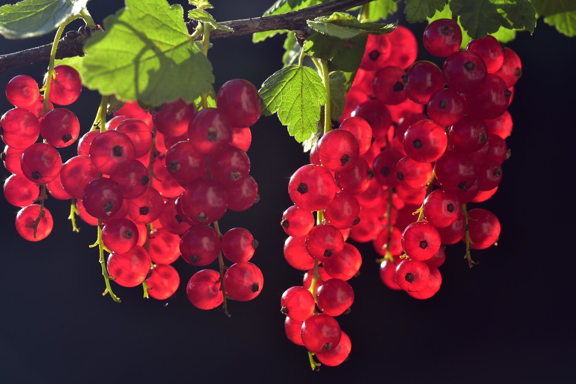 Червона смородина - соковита ягода червня / © pixabay.com