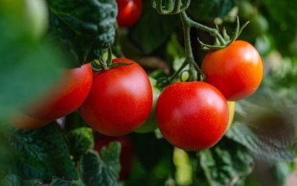 Использование соли на грядках с помидорами: хитрость, которую знают опытные огородники