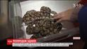 В зоопарке Николаева продают сразу 26 маленьких удавов