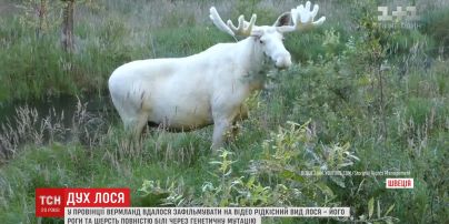 В Швеции заметили лося с необычным цветом шерсти и рогов