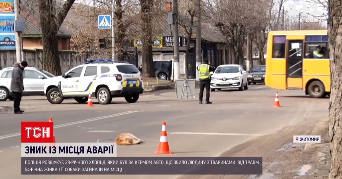 Новини україни: у житомирі розшукують чоловіка, який збив жінку та двох собак