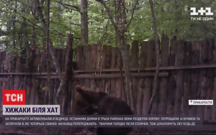 Бурого медведя заметили под Ивано-Франковском: ученые предупреждают о нашествии хищника