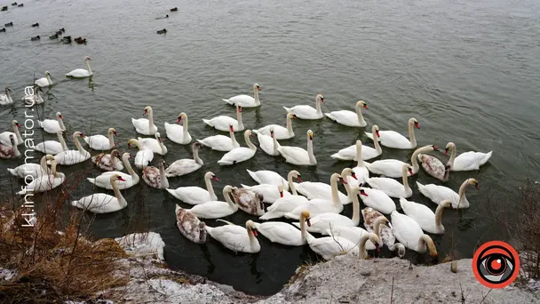 Під Коломиєю зимує незвичний для Прикарпаття вид лебедя-крикуна. / © Інформатор