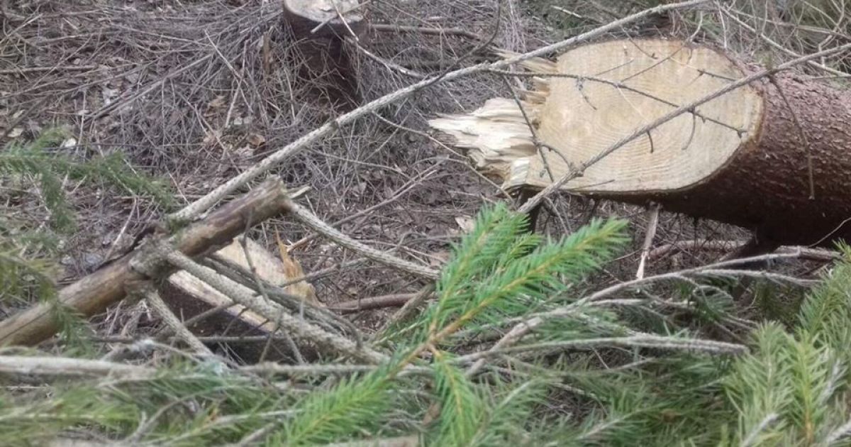вирубка лісу_6 / © Західне регіональне управління Держприкордонслужби України