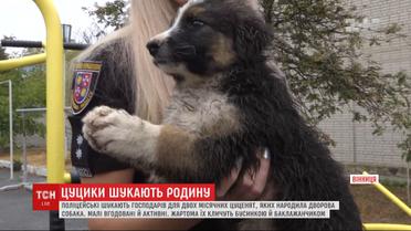 Патрульные в Виннице отдают в хорошие руки щенков, которых родила дворовая собака
