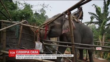 В Индонезии слонов начали использовать для сноса незаконных поселений