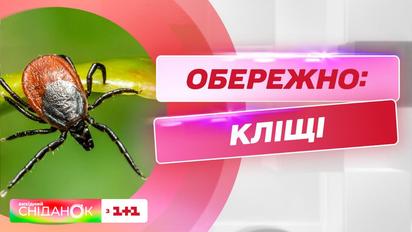 Чем опасны клещи и как правильно защитить от них собаку – ветеринар Виктория Шерстюк