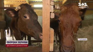 Эвакуировались из-под Бахмута вместе с целой фермой: переселенцы привезли с собой молочный бизнес