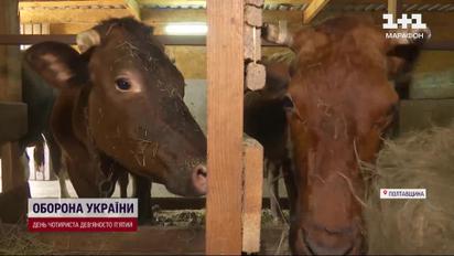 Эвакуировались из-под Бахмута вместе с целой фермой: переселенцы привезли с собой молочный бизнес