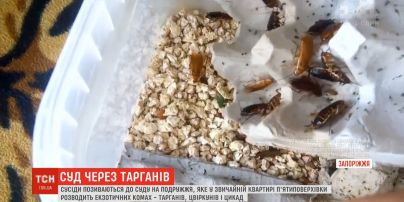 Тарганяче царство: сусіди позиваються проти подружжя, яке розводить екзотичних комах