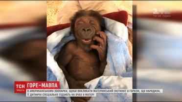 В американском зоопарке 22-летняя горилла покинула своего детеныша на произвол судьбы
