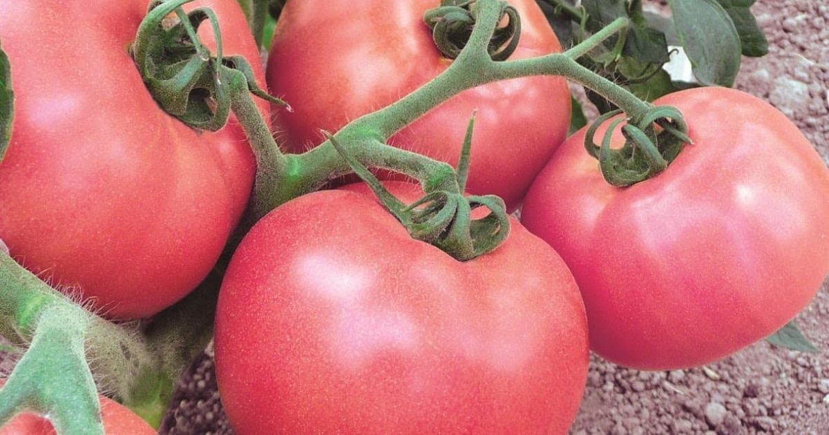 2024 Expert Recommendations for High-Yielding Tomato Varieties: “Sugar Bison” Tops the List