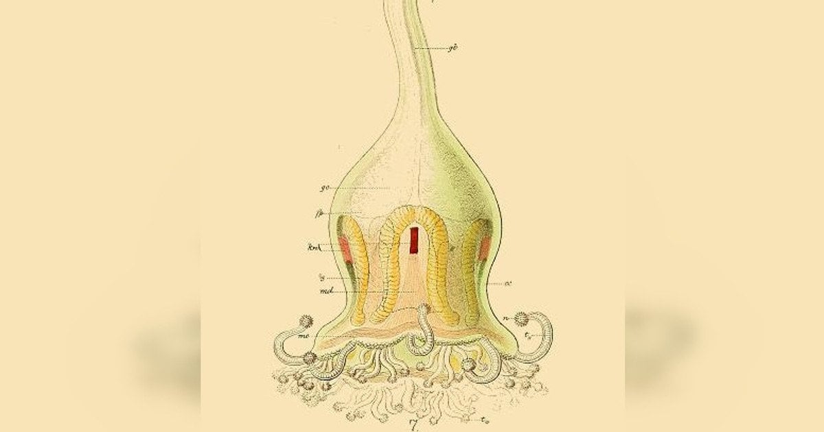 Depastrum cyathiforme. Изображение: Ernst Haeckel, Das System der Medusen, 1879