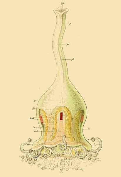 Depastrum cyathiforme. Изображение: Ernst Haeckel, Das System der Medusen, 1879