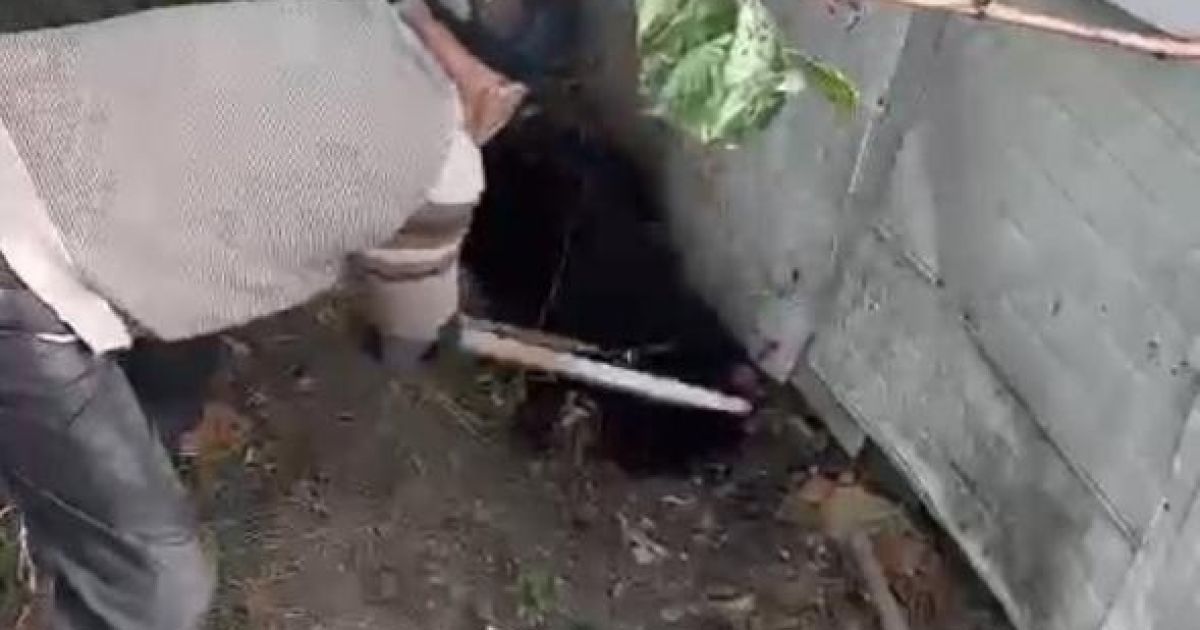 Мужчина убил собаку палкой