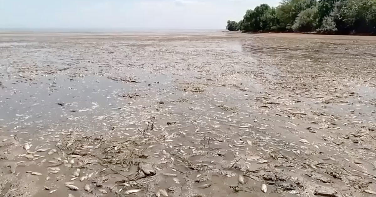 На Днепропетровщине 7 июня зафиксирован мор рыбы/Скриншот