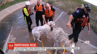 У штаті Колорадо з водоканалу врятували двох домашніх собак