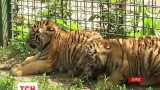 У Харківському зоопарку народилося 4 тигреняти