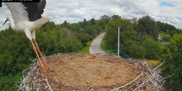 Пташенята лелек Одарки й Грицика вилетіли з гнізда / © соцмережі