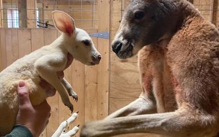 У Нью-Йорку народився білий кенгуру з надзвичайно рідкісним захворюванням