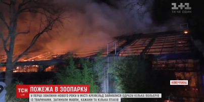 В немецком зоопарке в новогоднюю ночь произошел пожар: погибли 30 животных