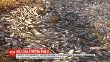 Экологическая катастрофа на Херсонщине: в Днепро-Бугском лимане - массовый мор рыбы