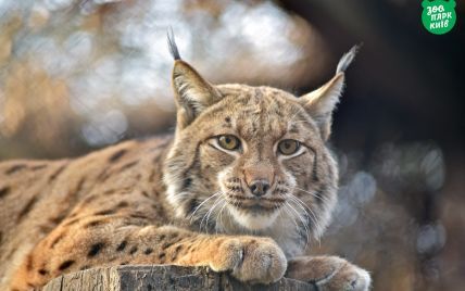 У Чорнобилі з'явилася тварина, яку екологи не фіксували від минулого століття: фото