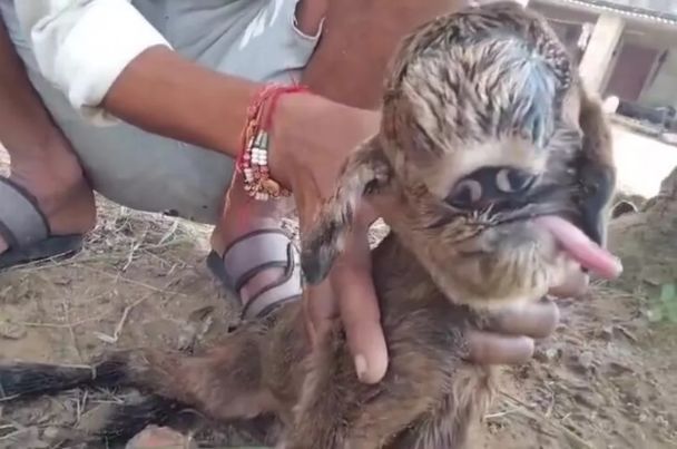 Козленок-мутант / Фото: Jam Press Vid/Rare Shot News