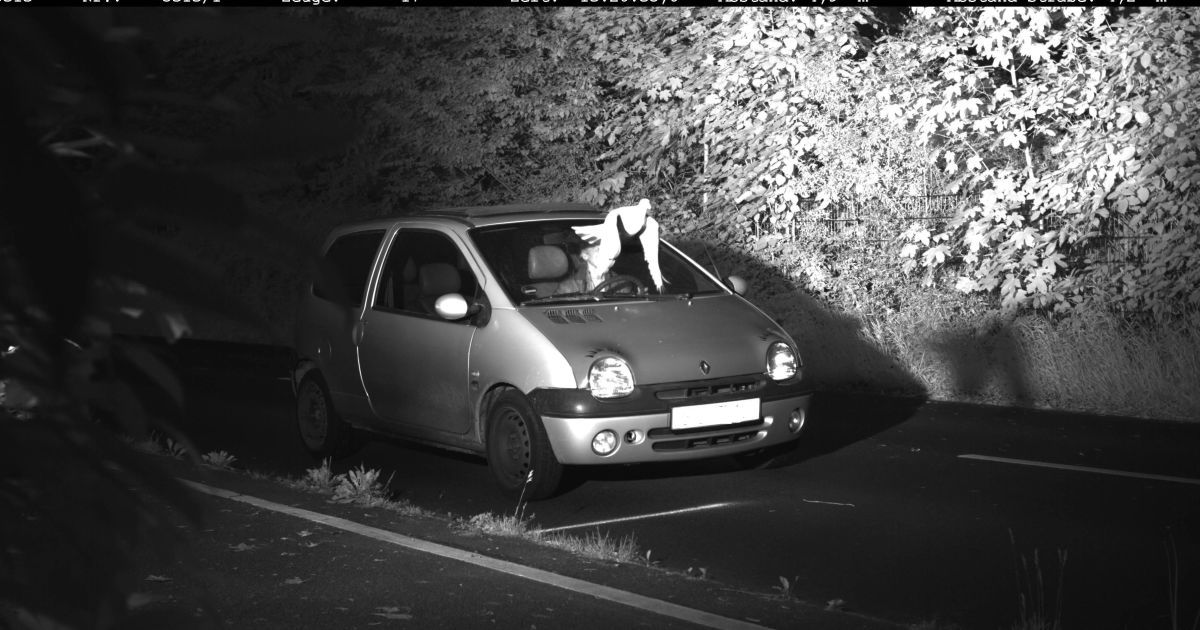 "Захистив Святий Дух". У Німеччині голуб врятував водія від штрафу у 105 євро