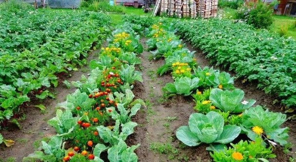 Які овочі садити поруч: кращі сусіди по грядці