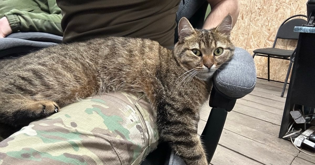 Коти на фронті