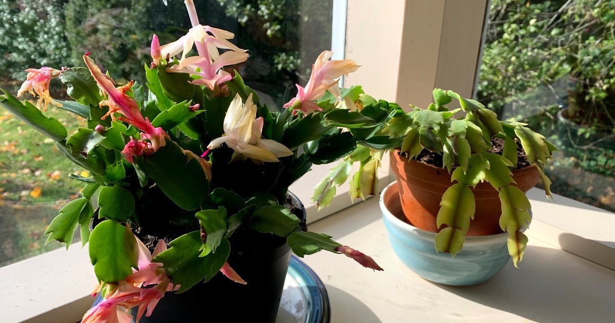 Різдвяні кактуси