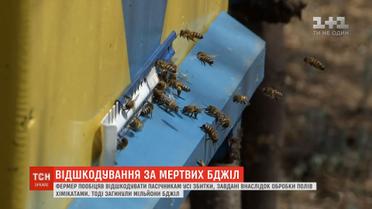 Фермер відшкодує бджолярам усі збитки, завдані внаслідок обробки полів хімікатами