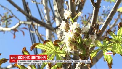 В Україні через затяжне "бабине літо" повторно розквітли дерева