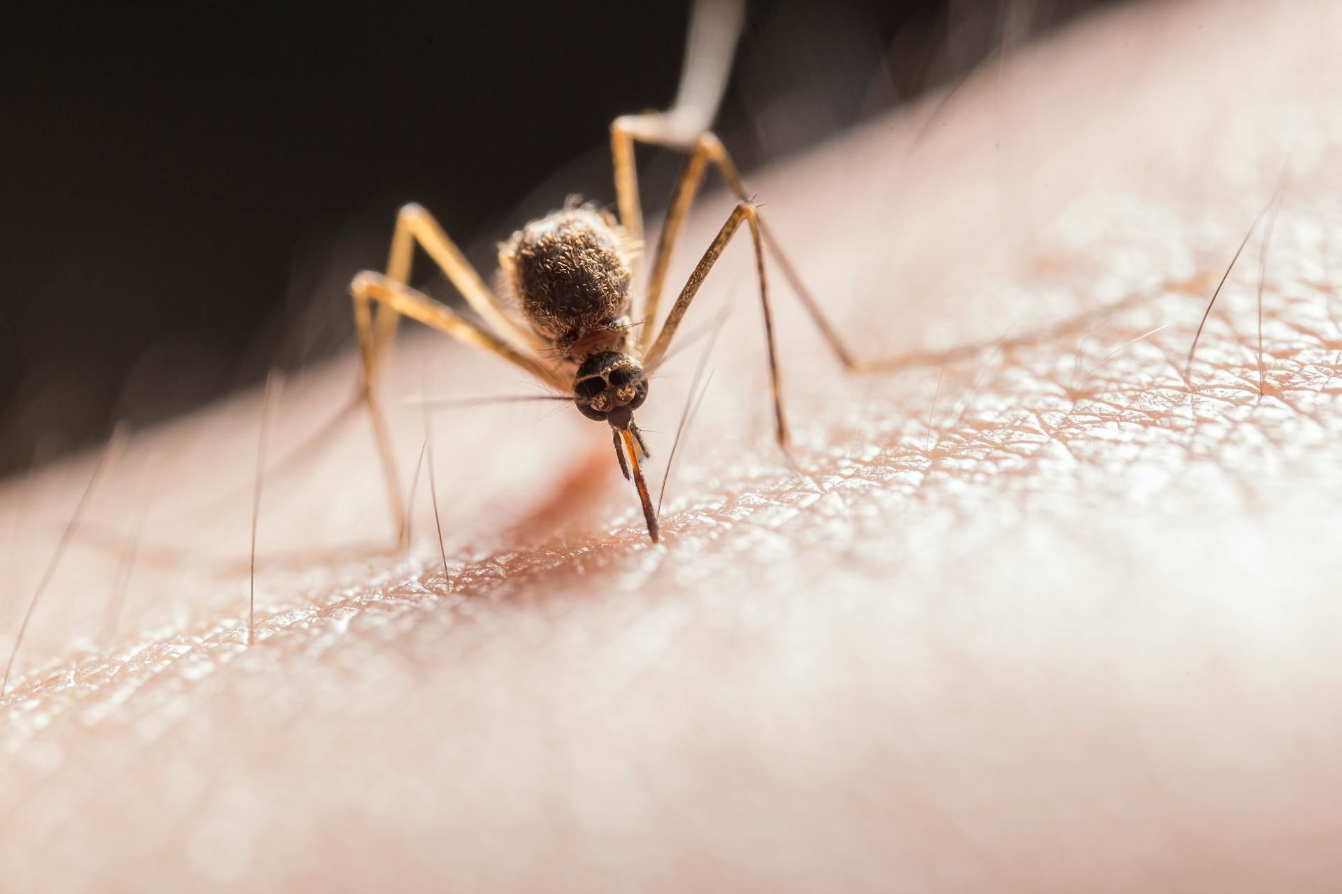 21 березня з'явилися комарі — чекайте на швидке потепління / © Pexels