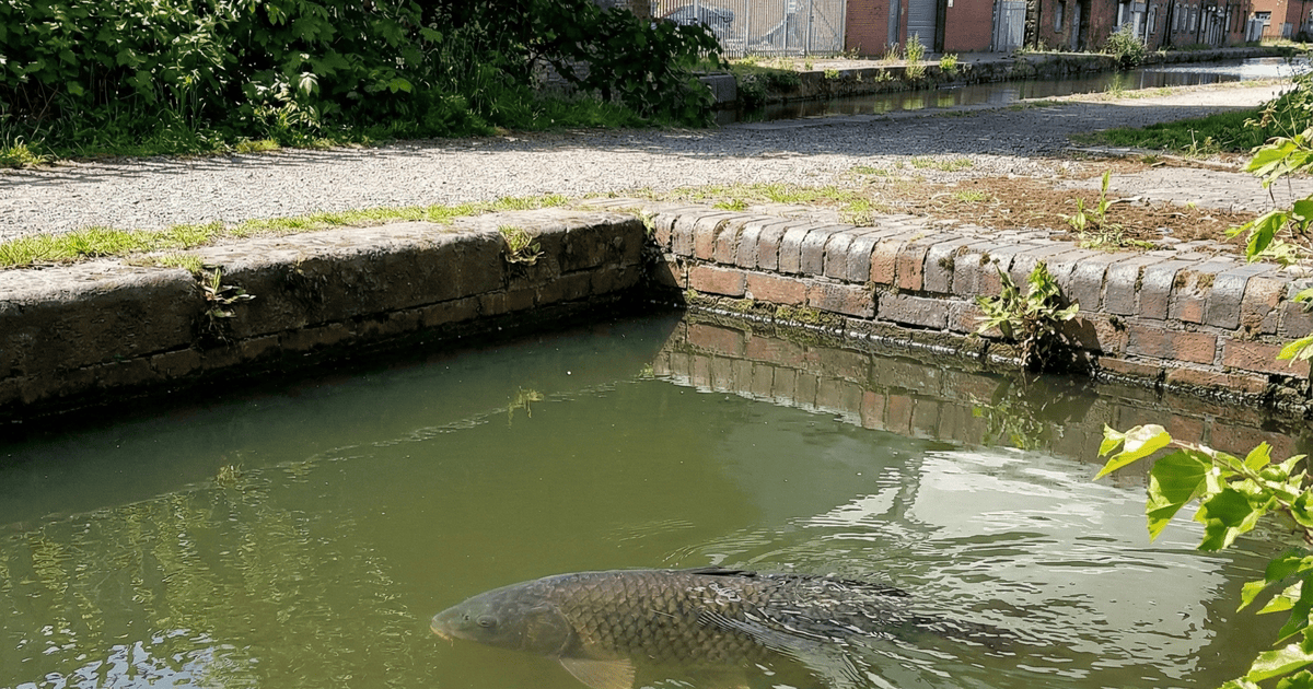 Гігантський короп