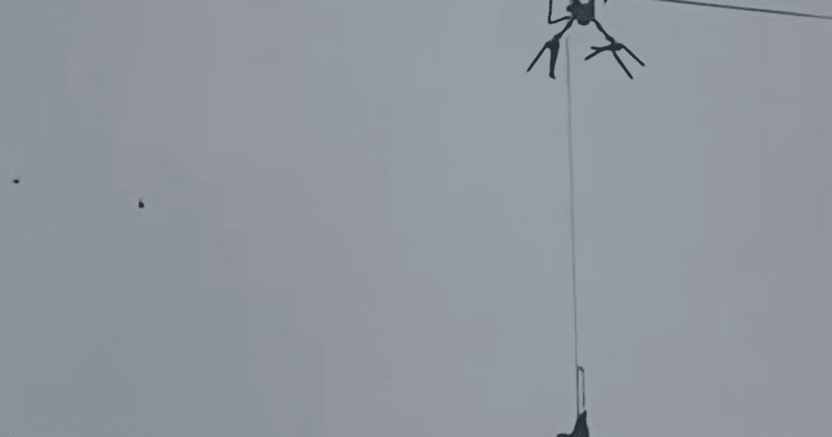 Свиня на дроні