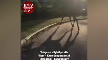 В Киеве на Саперно-Слободской по дороге бегает огромный лось