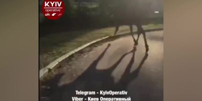В Киеве на Саперно-Слободской по дороге бегает огромный лось
