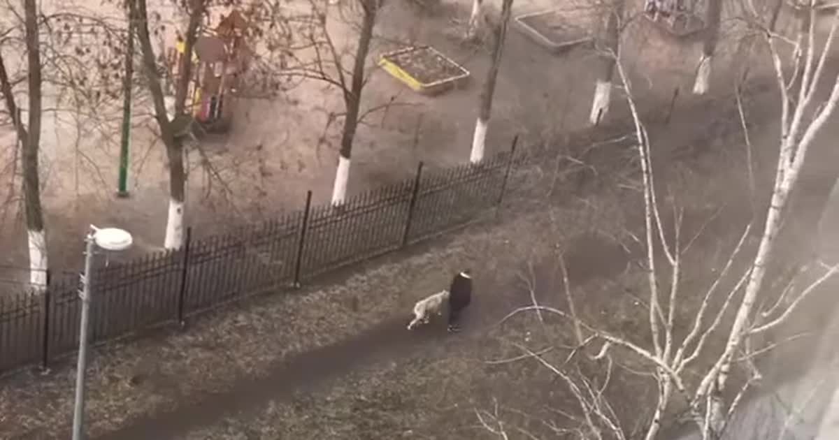 В России сняли на видео прогулку мужчины со львом на поводке