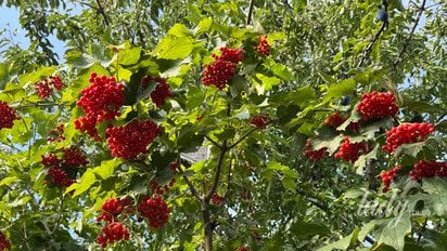Калина