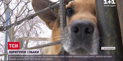 У Житомирській області врятували вівчарку, яка впала у каньйон