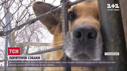 В Житомирской области спасли овчарку, которая упала в каньон