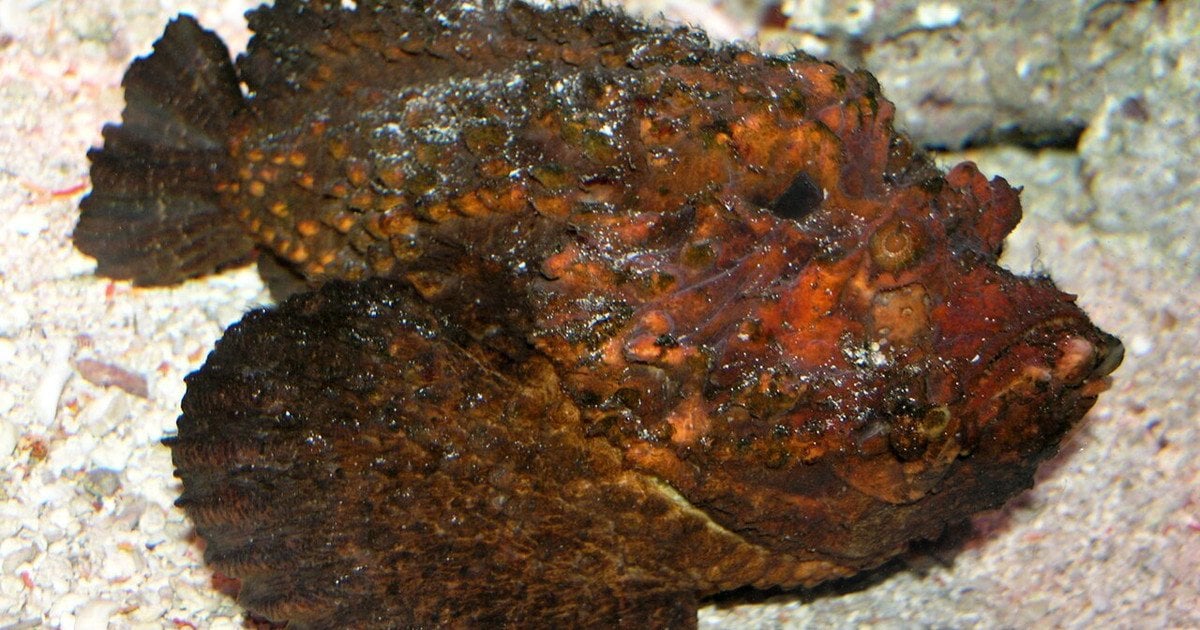 Риба-камінь. Фото: SeanMack/CC BY 2.5