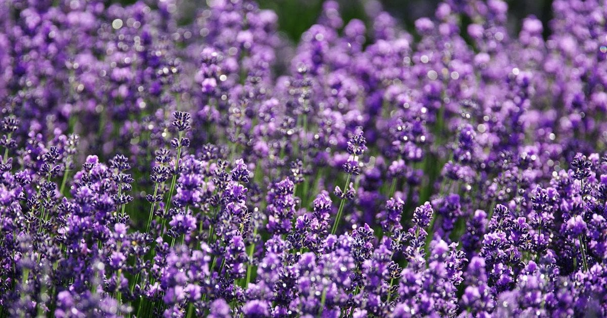Як доглядати за лавандою: правило 8:8:8