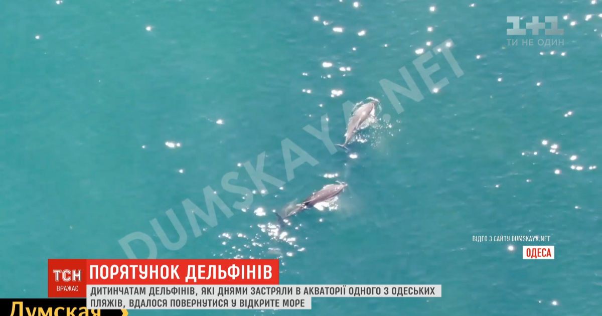 В Одессе детенышам дельфинов, которые застряли в акватории пляжа, удалось выбраться в открытое море